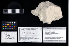 Foto (Objekt + Etikett) von Eodromites sp.  (NHMW-GEO-2014-0194-0998)